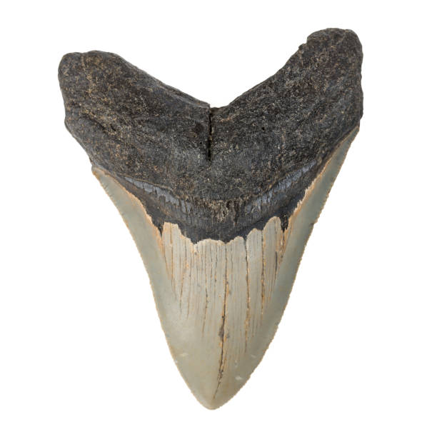 Megalodon Teeth