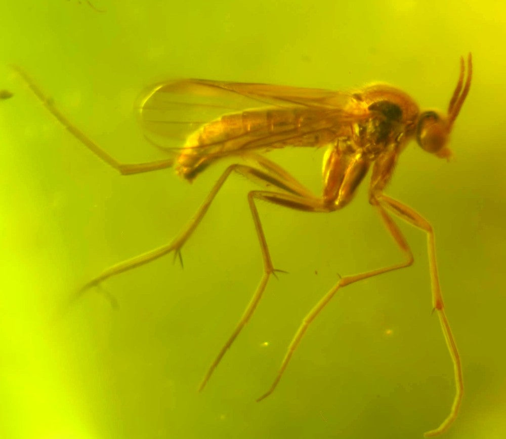 Fossil Diptera Fly in Amber