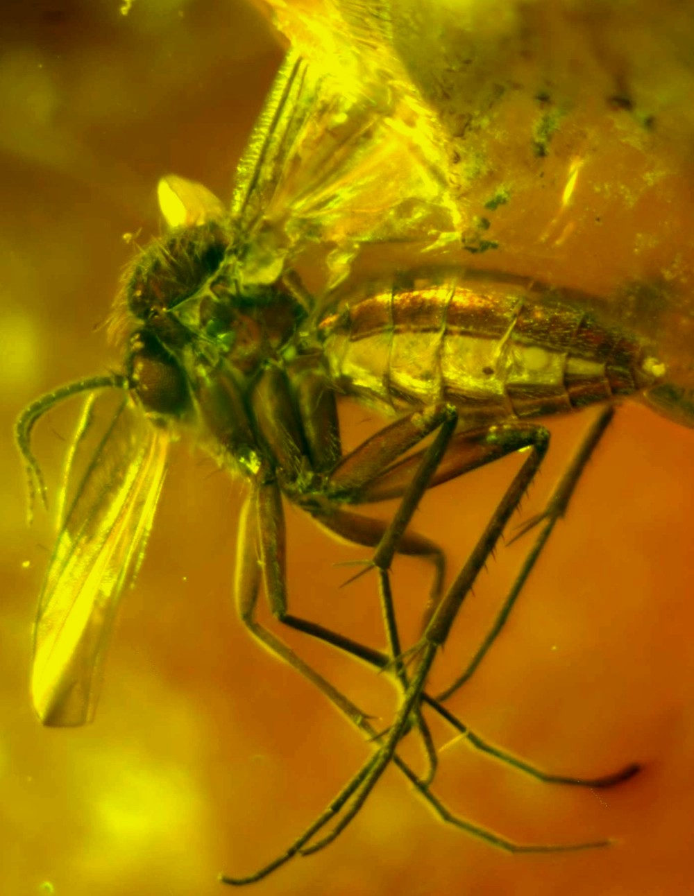 Fossil Fly in Amber