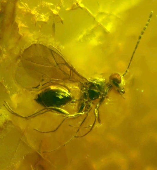 Fossil Wasp in Amber